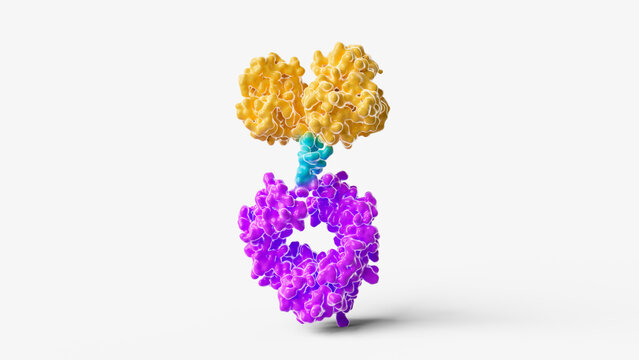 Antibody Fc fusion protein structure, illustration
