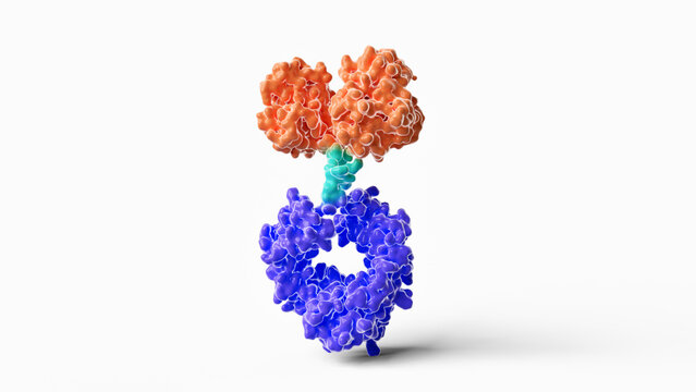 Antibody Fc fusion protein structure, illustration