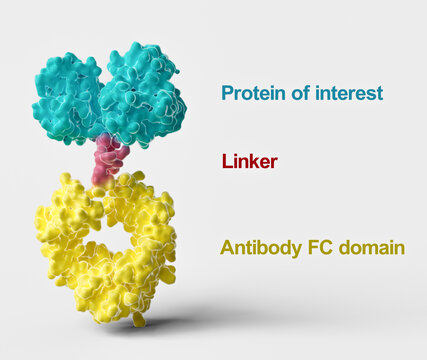 Antibody Fc fusion protein structure, illustration