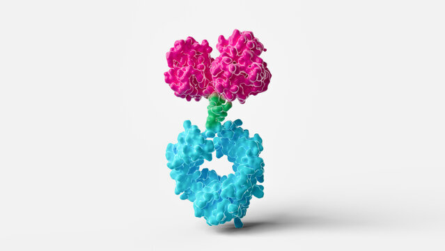 Antibody Fc fusion protein structure, illustration