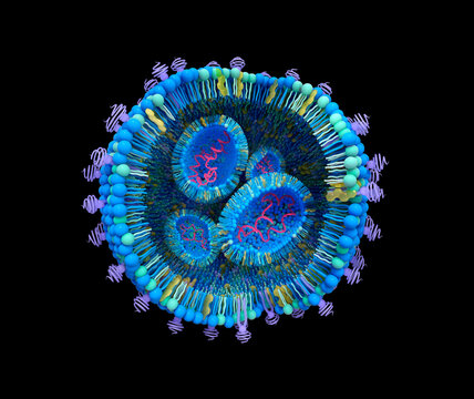 Lipid nanoparticle structure, illustration
