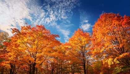 青空の下紅葉したカエデの林