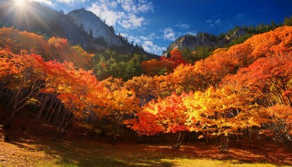 青空の下紅葉したカエデの林