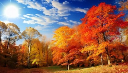 青空の下紅葉したカエデの林