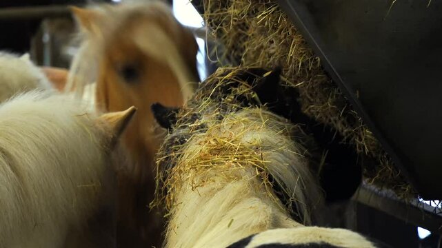 4K video of Shetland Ponies with super-soft, brown and cream hair and fur. These small ponies eat the hay and straw in their indoor stable in the barn at Folly Farm in Pembrokeshire. 