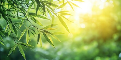 Close-up view of bamboo leaves set against a blurred green tree background with sunlight in a public garden park. This represents landscape ecology and offers copy space for wallpaper and backdrop.