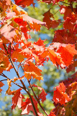 Autumn leaves in sky as background. Selective focus. Fall pattern.