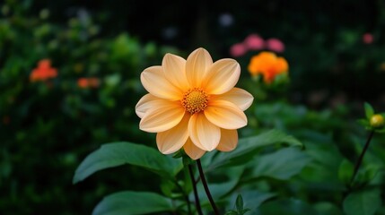 Flower outdoors nature plant, natural beauty, Botanical themes