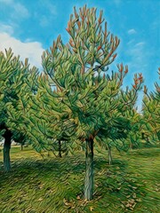 pine tree comic illustration drawn in the forest