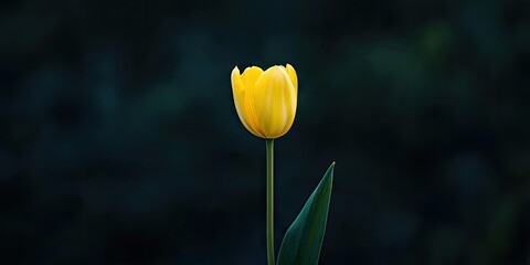 A solitary yellow tulip set against a dark backdrop, outside. Copy space. Macro.