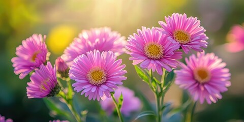 Obraz premium Pink flowers of Aster Ruby Buttons blooming in the garden during the morning offer a lovely garden display from late summer to autumn, reflecting home decoration and environmental themes.