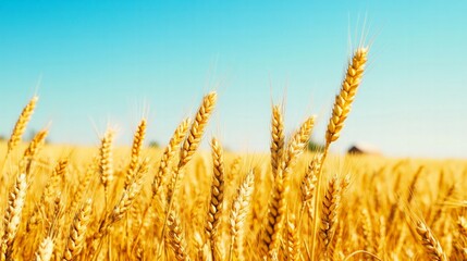 Fototapeta premium Golden wheat field swaying in the breeze under a clear blue sky, with a distant farmhouse on the horizon