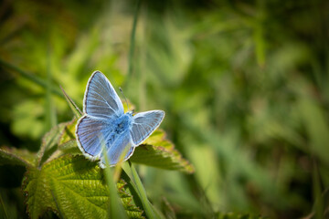 Butterfly on Green Background