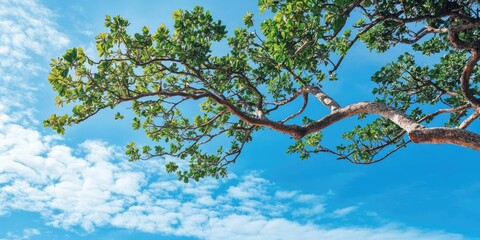 Obraz premium A tree branch against a tropical blue sky with copyspace.