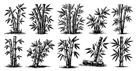 hand-drawn bamboo illustrations in black vector style for natural design concepts  © Luka
