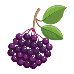 Juicy Elderberry vector illustration isolated on a white background