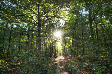 Wald, Baum, Forest, Sonne, Herbst Shinrin Yoku, Tree, Herbst, Autumn, Waldbaden, green, landschaft,...