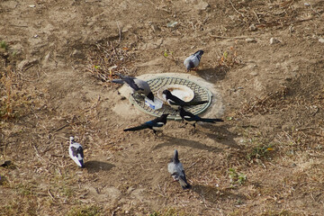 Urban birds near water feeders, the problem of wild animals in an urban setting.