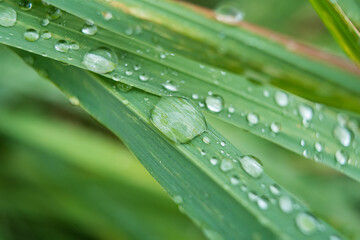 Fresh Raindrops on Green Leaf