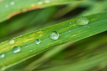 Fresh Raindrops on Green Leaf