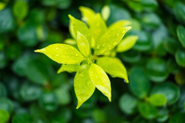 Fresh Raindrops on Green Leaf