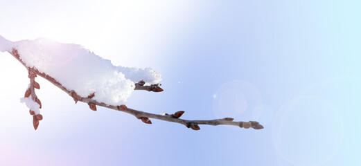 Obraz premium Branch with snow on cold winter background