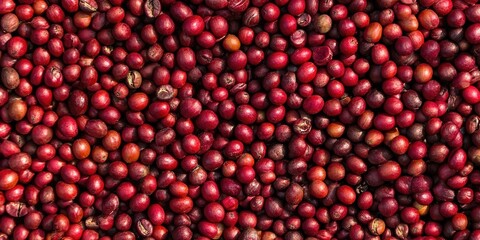 Dried red coffee beans after being sun-dried.