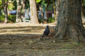 A Curious Crow Takes Time Out From Roaming The Grounds Of An Outdoor Park In Search Of Food, To Stare At A Cameraman For A Photograph
