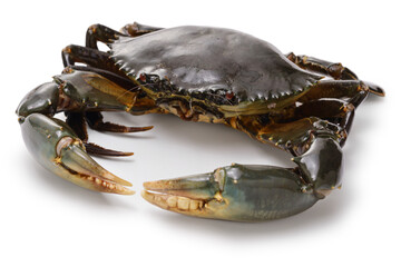 Green mud crab (called Domangani in Japan) isolated on white background