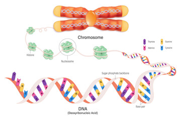 Chromosome structure, Histone and DNA(Deoxyribonucleic Acid). Thymine, Adenine, Guanine, Cytosine, Sugar phosphate backbone, base pair and gene.
