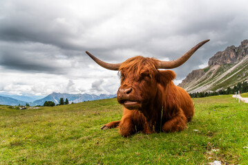 Highland cow grazing in a meadow in the Dolomites in Italy.