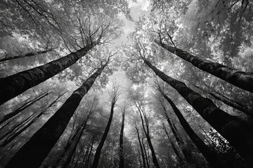 A low angle shot of a forest canopy in black and white, showing the tall trees reaching up towards...
