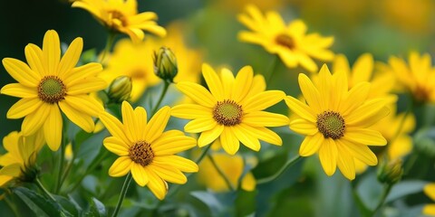 Yellow flowers brighten my day.