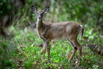 Graceful deer in a lush forest