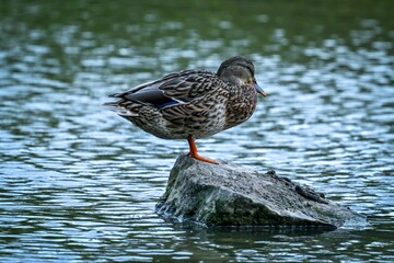 Duck standing on a rock in a serene lake