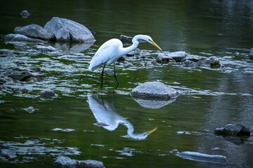 Great egret reflected in a river.