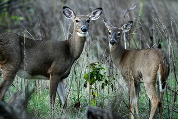 Deer in a grassy field