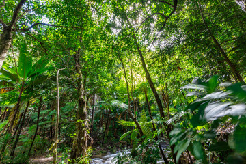 The natural background of the road surrounded by nature, big trees, waterfalls from high mountains and clear sky throughout the adventure journey.