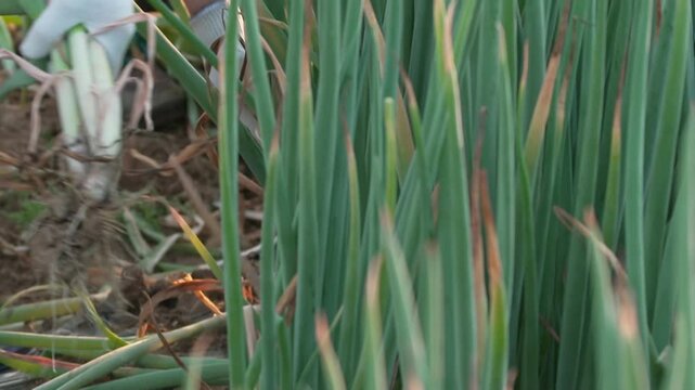 농부가 밭에서 파를 수확하는 모습