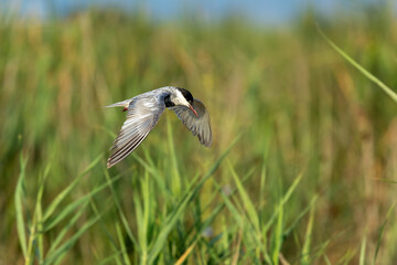 
Whiskered tern (Chlidonias hybrida) flying in search of food
