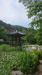  In a beautiful forest with a pavilion