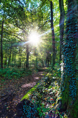 Wald, Baum, Forest, Sonne, Herbst Shinrin Yoku, Tree, Herbst, Autumn, Waldbaden, green, landschaft, holz, herbst, blatt, pfad, gehen, laub, natur, way, baum, sonnenlicht, dschungel,