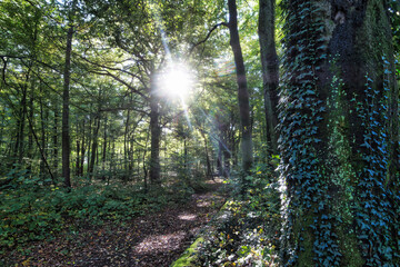 Wald, Baum, Forest, Sonne, Herbst Shinrin Yoku, Tree, Herbst, Autumn, Waldbaden, green, landschaft, holz, herbst, blatt, pfad, gehen, laub, natur, way, baum, sonnenlicht, dschungel,