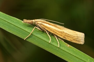Brown moth resting on a green leaf