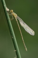 Close-up of a damselfly on a green stem