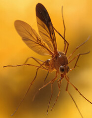 Fototapeta premium Mosquito close-up on orange background