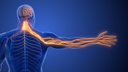 Cervical Spine Nerve Compression Causing Radiculopathy