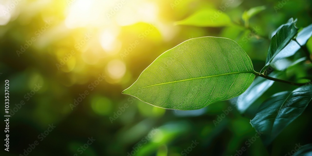 Aufkleber close-up view of a green leaf with a blurred greenery background in a garden, featuring copyspace fo