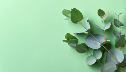 Fototapeta premium Eucalyptus plant leaves. Fresh Eucalyptus close up, on light green background, scented, essential oil. Aromatherapy.
