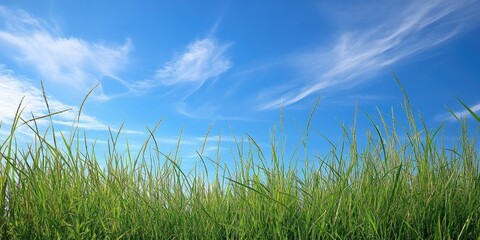 Fototapeta premium grass with a blue sky backdrop